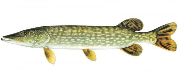 northern-pike-mdc-discover-nature-northern-pike-png-750_583